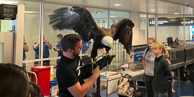 Clark the bald eagle spreading his wings