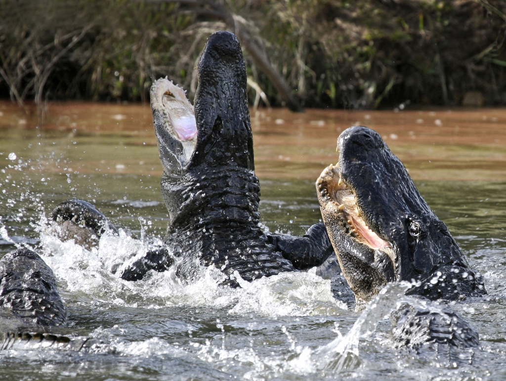 Alligators fighting in water