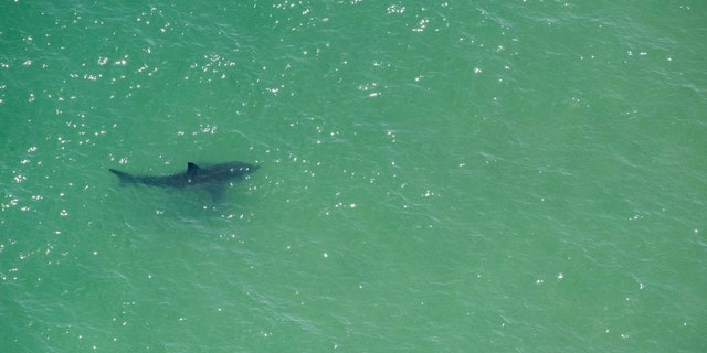 A Great White Shark off Cape Cod