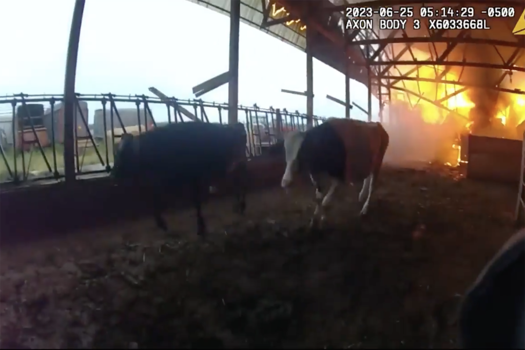 The cows run out of the area they were trapped in after Officer Andrew Crabb frees them on June 25. 