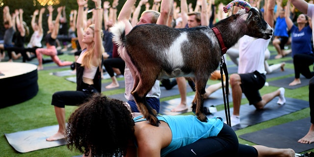 A goat climbing on top of participate of yoga class