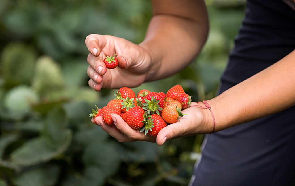 A close up of hands holding strawberries just picked